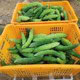 팜모닝 그곳에서 농사하게 된 계기는?·참여글 게시글 이미지