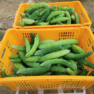 김용무님의 그곳에서 농사하게 된 계기는? · 참여글 작성글 사진