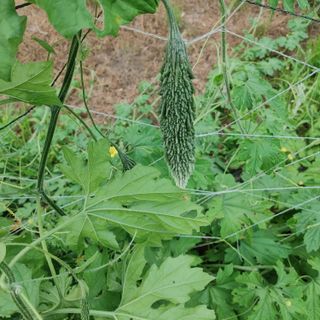 김용무님의 그곳에서 농사하게 된 계기는? · 참여글 작성글 사진