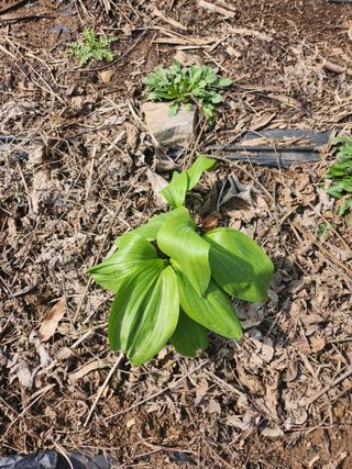 풍성농장님의 그곳에서 농사하게 된 계기는? · 참여글 작성글 사진