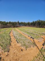 팜모닝 그곳에서 농사하게 된 계기는?·참여글 게시글 이미지