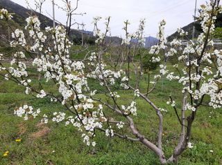 강물처럼님의 그곳에서 농사하게 된 계기는? · 참여글 작성글 사진