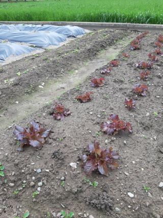 강물처럼님의 그곳에서 농사하게 된 계기는? · 참여글 작성글 사진