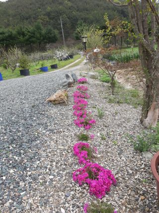 강물처럼님의 그곳에서 농사하게 된 계기는? · 참여글 작성글 사진