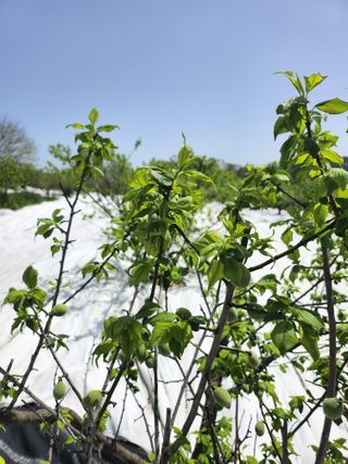 박미란님의 그곳에서 농사하게 된 계기는? · 참여글 작성글 사진