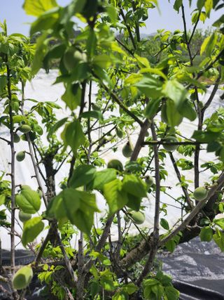 박미란님의 그곳에서 농사하게 된 계기는? · 참여글 작성글 사진