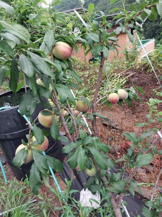 노영성님의 그곳에서 농사하게 된 계기는? · 참여글 작성글 사진
