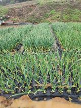 팜모닝 그곳에서 농사하게 된 계기는?·참여글 게시글 이미지