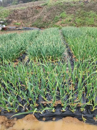 경기화성 오현홍 님의 그곳에서 농사하게 된 계기는? · 참여글 작성글 사진