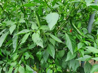 황혼의길목님의 팜모닝 · 출석 작성글 사진