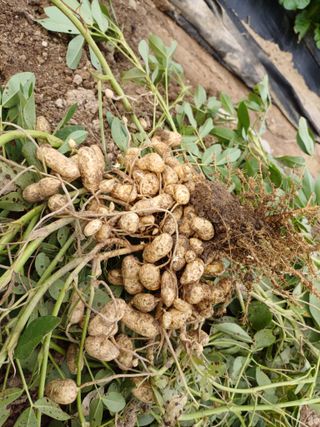 홍성희님의 그곳에서 농사하게 된 계기는? · 참여글 작성글 사진