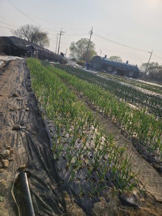 최미화님의 그곳에서 농사하게 된 계기는? · 참여글 작성글 사진