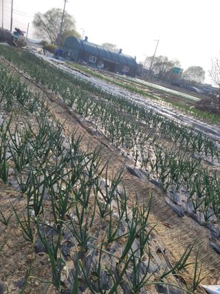 최미화님의 그곳에서 농사하게 된 계기는? · 참여글 작성글 사진