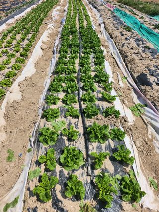 이준희님의 그곳에서 농사하게 된 계기는? · 참여글 작성글 사진