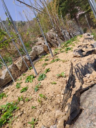 강정희님의 그곳에서 농사하게 된 계기는? · 참여글 작성글 사진