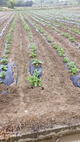 팜모닝 그곳에서 농사하게 된 계기는?·참여글 게시글 이미지