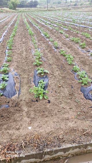 별향기님의 그곳에서 농사하게 된 계기는? · 참여글 작성글 사진