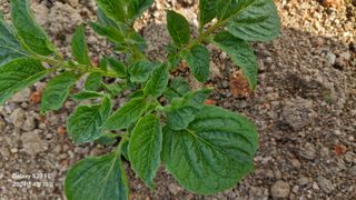 별향기님의 그곳에서 농사하게 된 계기는? · 참여글 작성글 사진