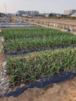 윤 바우님의 그곳에서 농사하게 된 계기는? · 참여글 작성글 사진