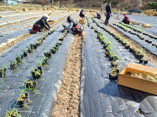 서준식님의 그곳에서 농사하게 된 계기는? · 참여글 작성글 사진