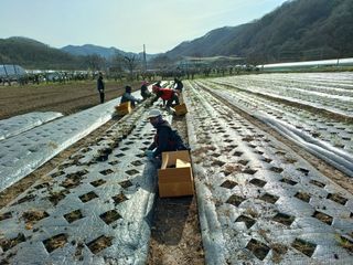 서준식님의 그곳에서 농사하게 된 계기는? · 참여글 작성글 사진