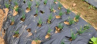 째진청바지님의 파 · 병해충상담 작성글 사진