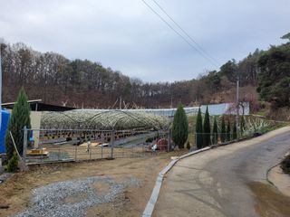 유병선(김천자두)님의 그곳에서 농사하게 된 계기는? · 참여글 작성글 사진