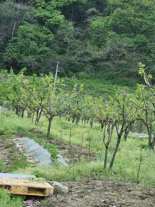 대봉감&단감님의 그곳에서 농사하게 된 계기는? · 참여글 작성글 사진