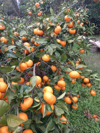 부금리(금강농원)님의 그곳에서 농사하게 된 계기는? · 참여글 작성글 사진