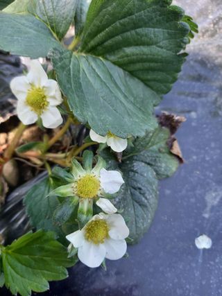 부금리(금강농원)님의 그곳에서 농사하게 된 계기는? · 참여글 작성글 사진