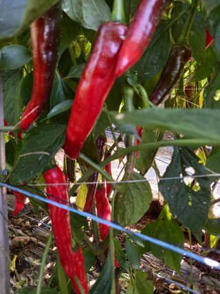 부금리(금강농원)님의 그곳에서 농사하게 된 계기는? · 참여글 작성글 사진