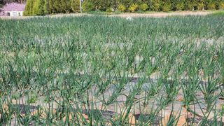 고추22083님의 그곳에서 농사하게 된 계기는? · 참여글 작성글 사진