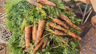 고추22083님의 그곳에서 농사하게 된 계기는? · 참여글 작성글 사진