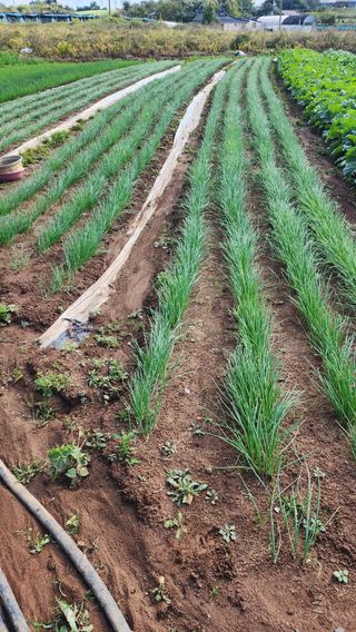 고추22083님의 그곳에서 농사하게 된 계기는? · 참여글 작성글 사진