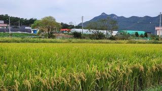 고추22083님의 그곳에서 농사하게 된 계기는? · 참여글 작성글 사진