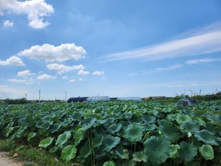 연꽃님의 그곳에서 농사하게 된 계기는? · 참여글 작성글 사진