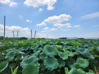 연꽃님의 그곳에서 농사하게 된 계기는? · 참여글 작성글 사진