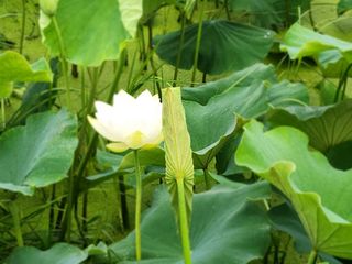 연꽃님의 그곳에서 농사하게 된 계기는? · 참여글 작성글 사진