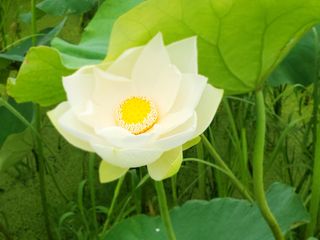 연꽃님의 그곳에서 농사하게 된 계기는? · 참여글 작성글 사진