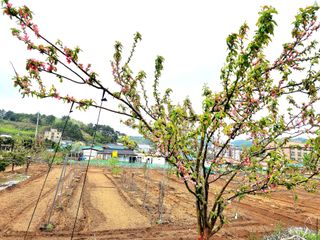 風雲雨님의 그곳에서 농사하게 된 계기는? · 참여글 작성글 사진