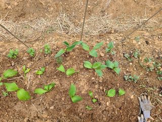 박순희님의 그곳에서 농사하게 된 계기는? · 참여글 작성글 사진