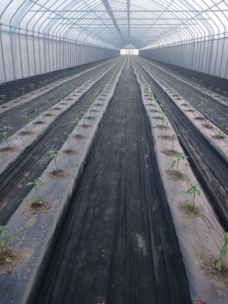 콩나라최여순님의 고추 · 파종•정식 작성글 사진