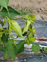 팜모닝 고추·병해충상담 게시글 이미지