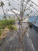 팜모닝 복숭아·병해충상담 게시글 이미지