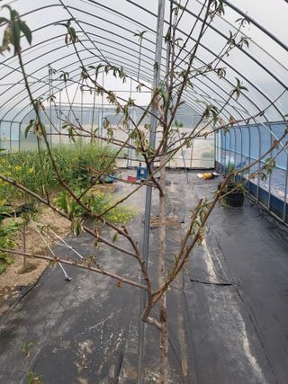 남원여시님의 복숭아 · 병해충상담 작성글 사진