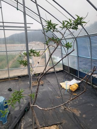 남원여시님의 복숭아 · 병해충상담 작성글 사진