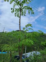 팜모닝 두릅·영농일지 게시글 이미지