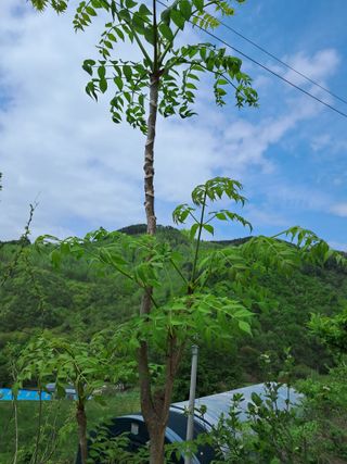 GH장수기호농님의 두릅 · 영농일지 작성글 사진