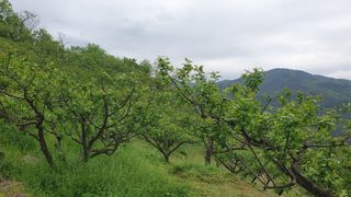 다온아띠농원 장현호님의 자유주제 · 자유게시판 작성글 사진