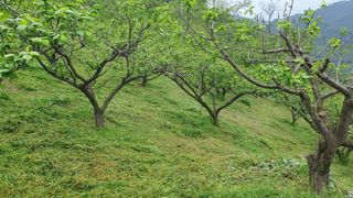 다온아띠농원 장현호님의 자유주제 · 자유게시판 작성글 사진